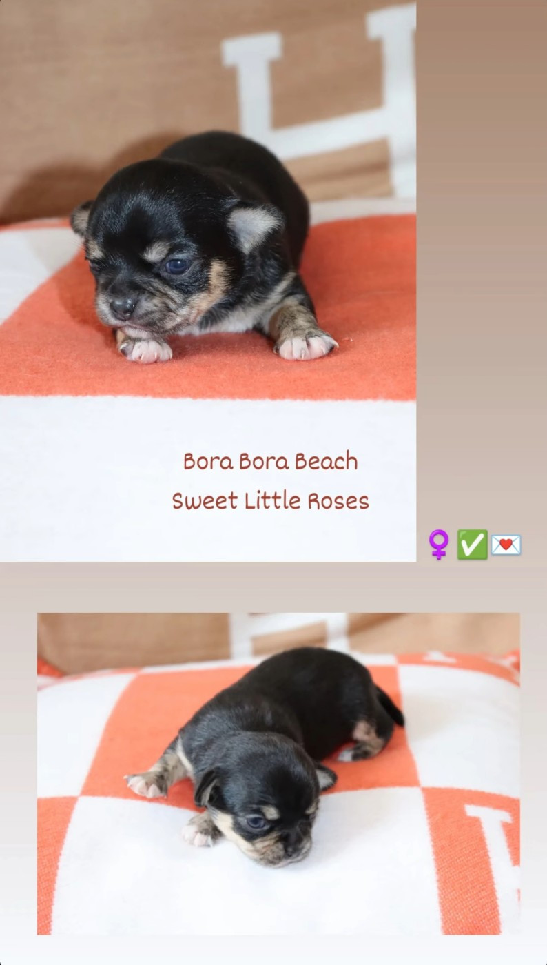 Sweet Little Roses - Chiots disponibles - Chihuahua