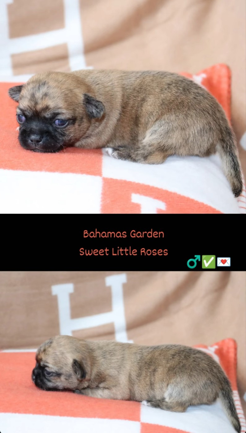 Sweet Little Roses - Chiots disponibles - Chihuahua