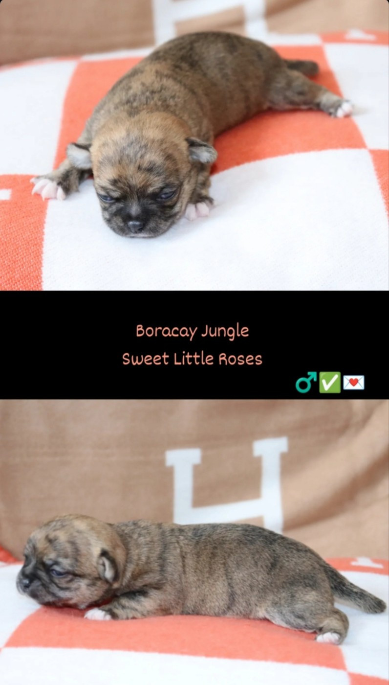 Sweet Little Roses - Chiots disponibles - Chihuahua