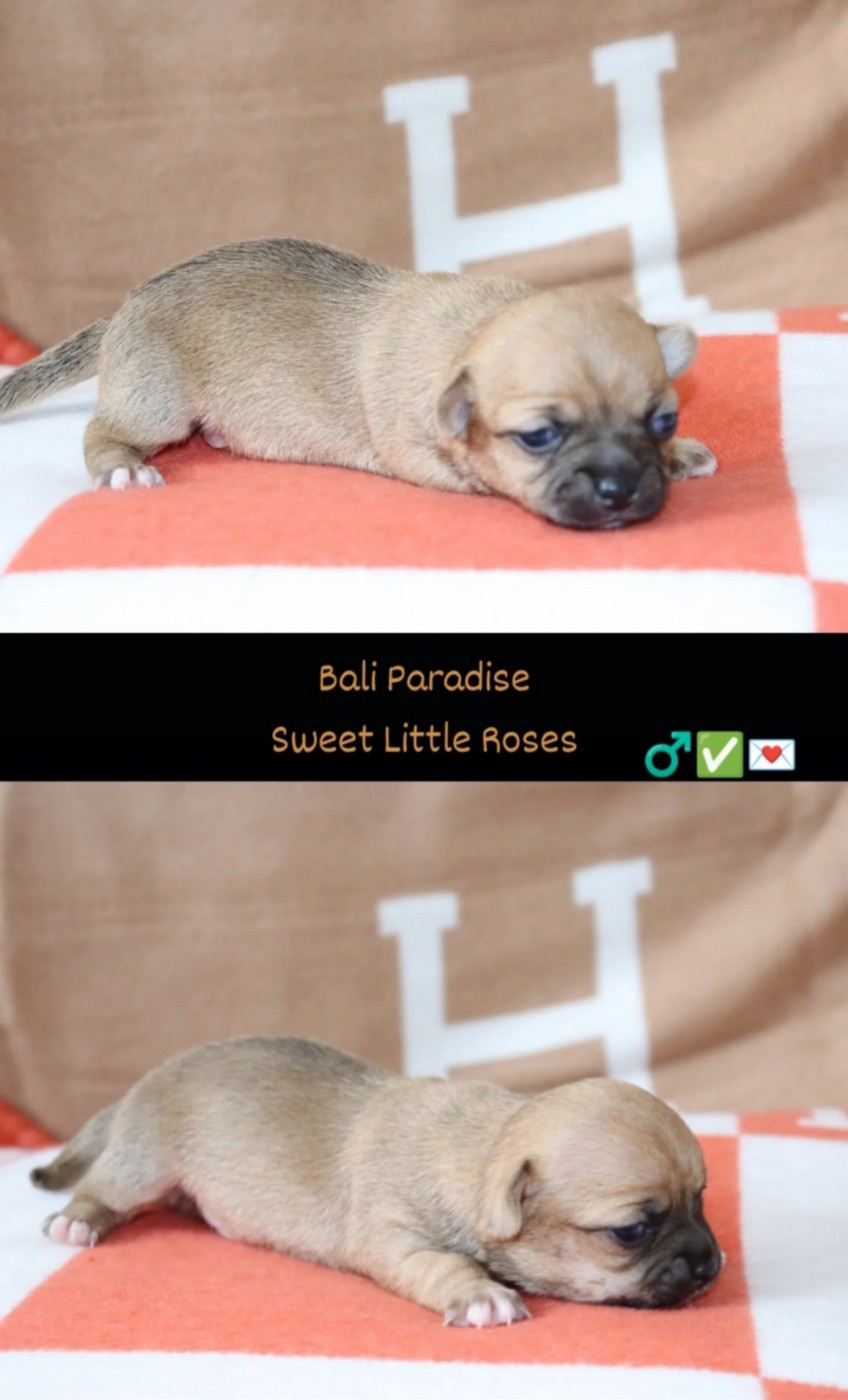 Sweet Little Roses - Chiots disponibles - Chihuahua