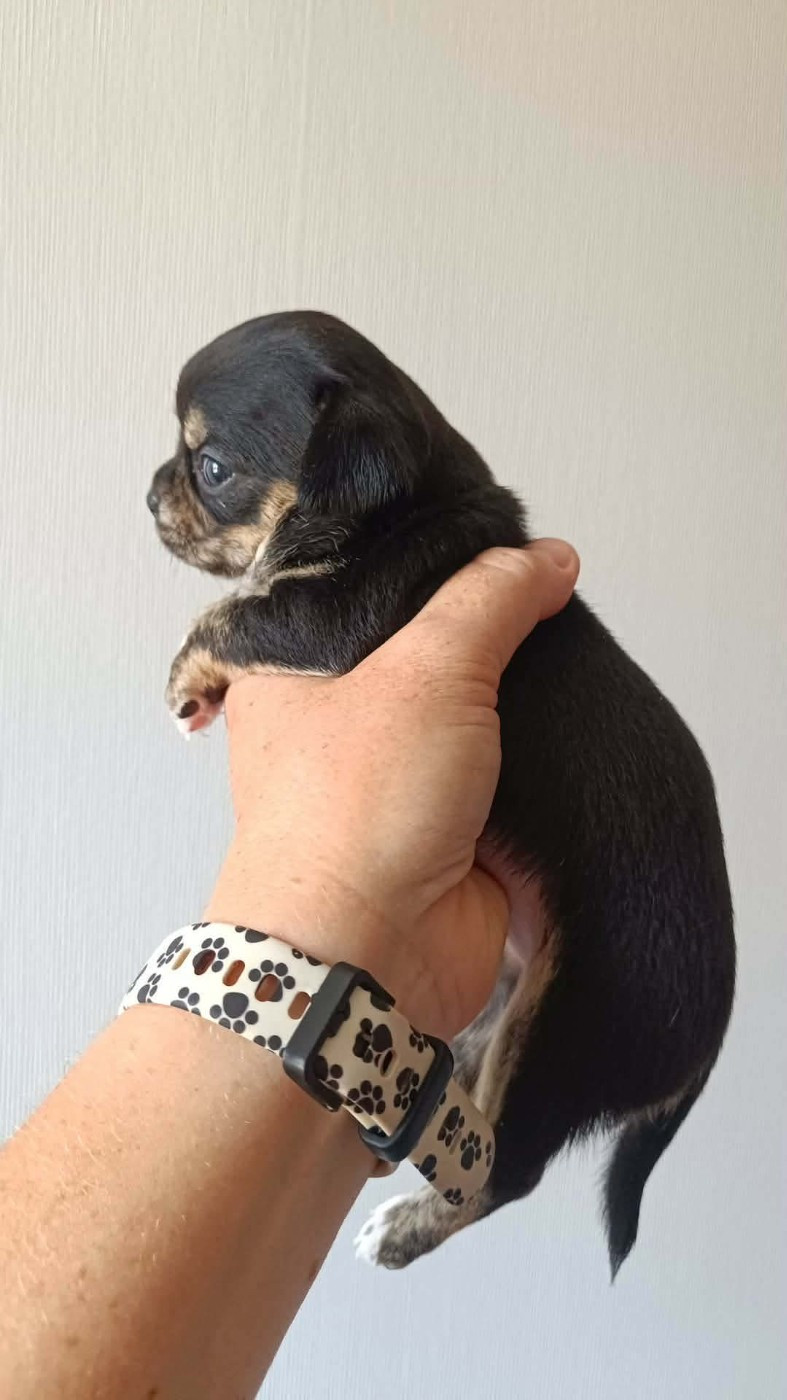Sweet Little Roses - Chiots disponibles - Chihuahua