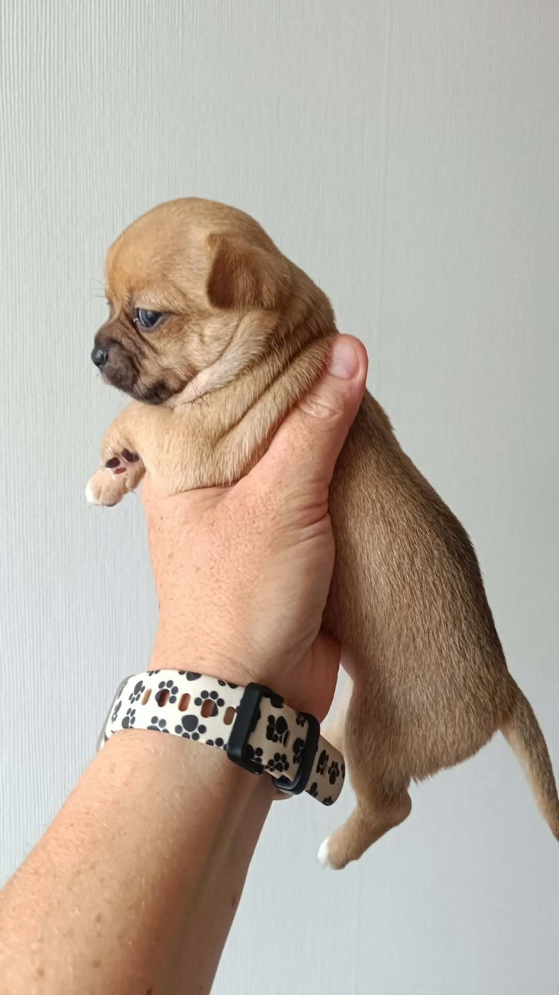 Sweet Little Roses - Chiots disponibles - Chihuahua
