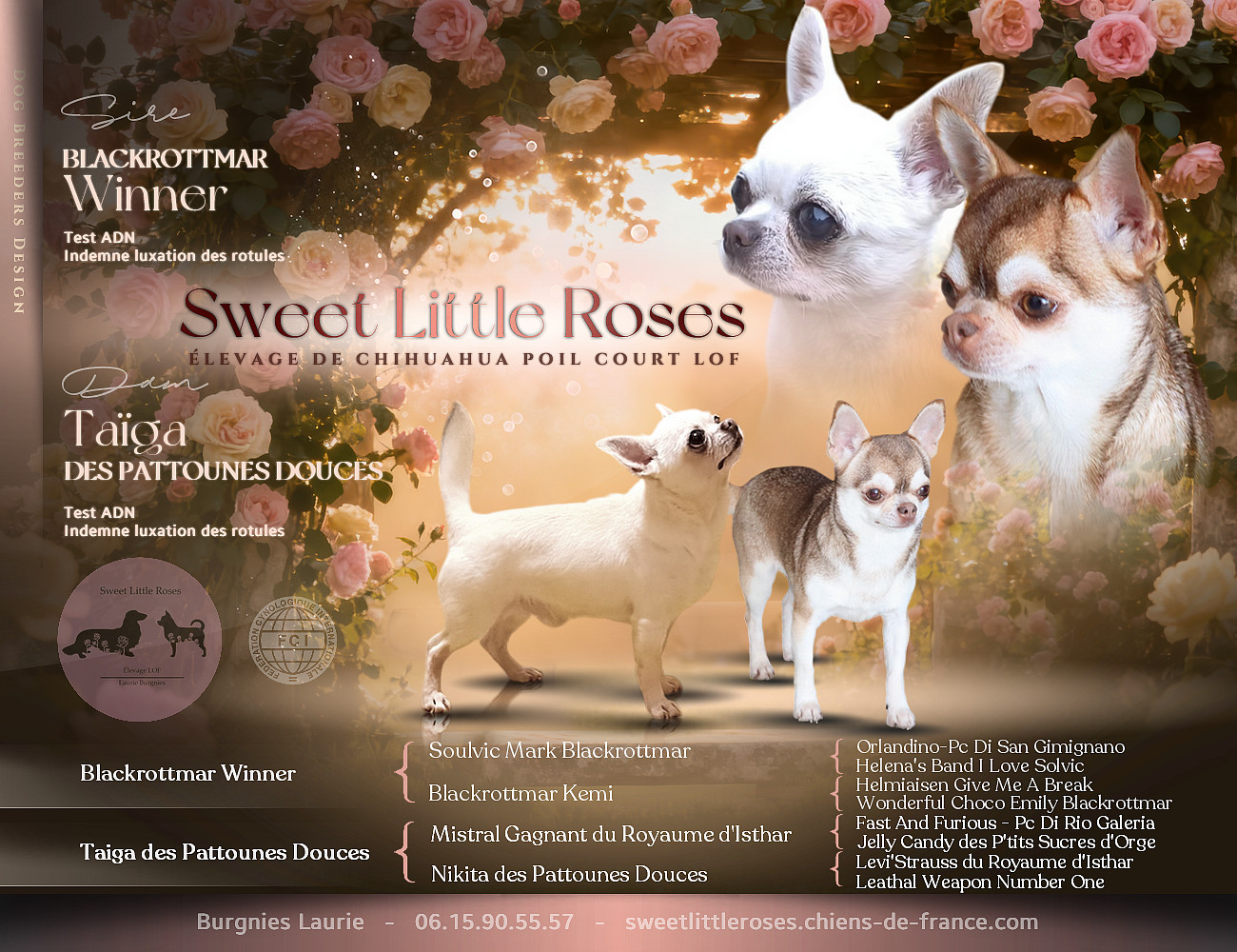 Sweet Little Roses - Chiots disponibles - Chihuahua