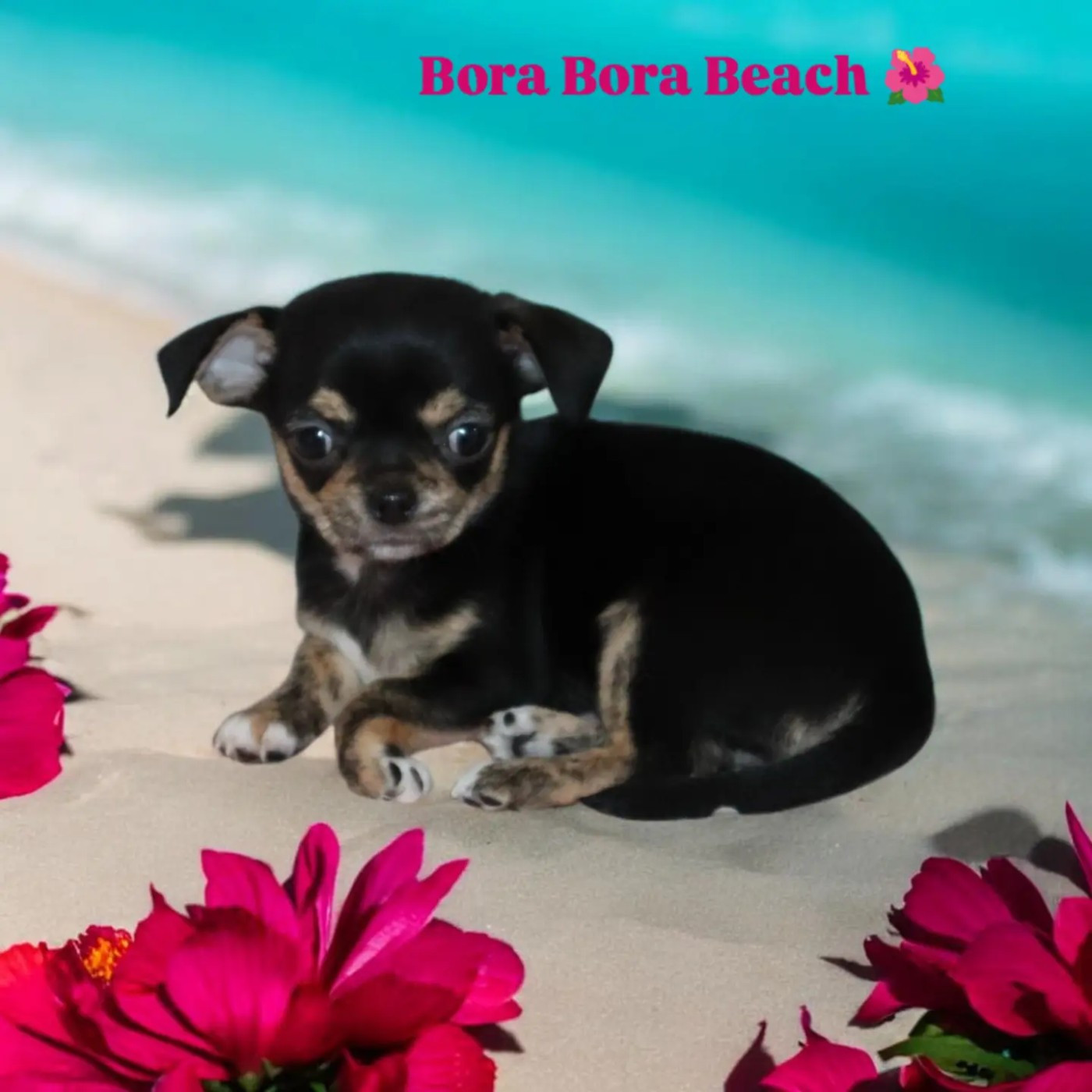 Sweet Little Roses - Chiots disponibles - Chihuahua