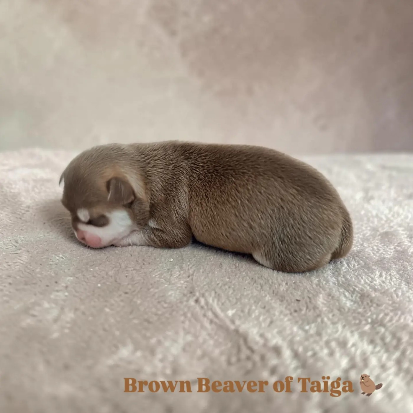 Sweet Little Roses - Chiots disponibles - Chihuahua
