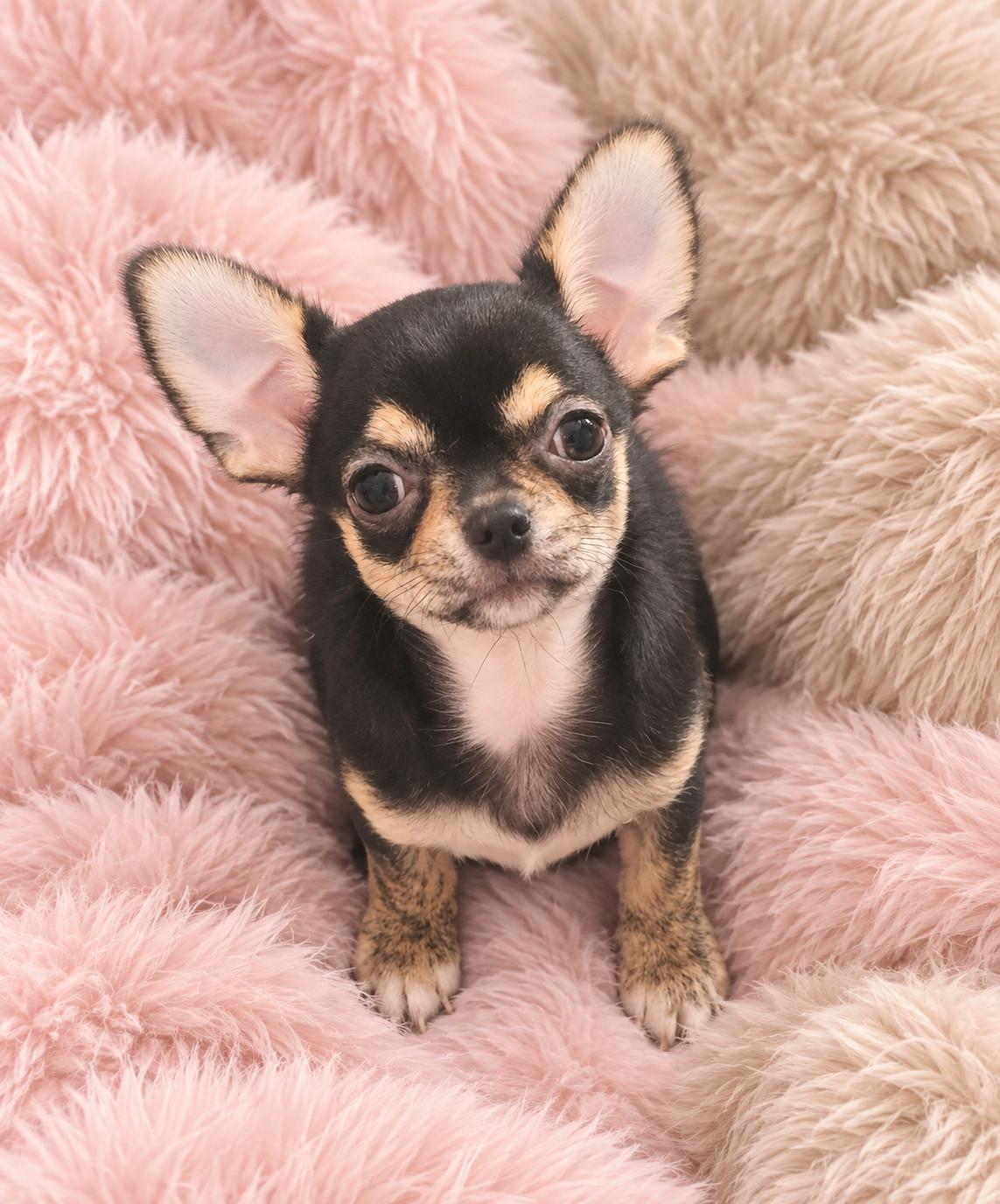 Sweet Little Roses - Chiots disponibles - Chihuahua
