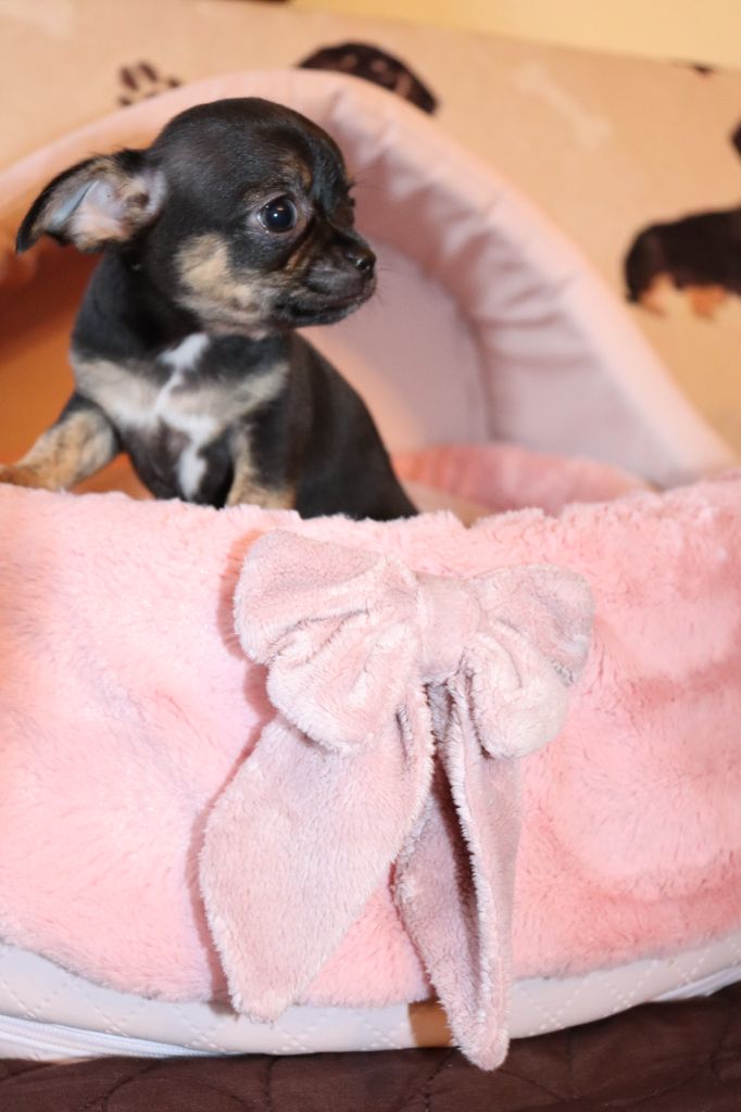 Sweet Little Roses - Chiots disponibles - Chihuahua
