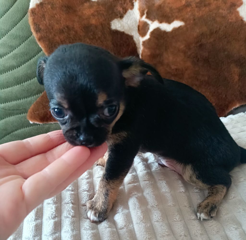 Sweet Little Roses - Chiots disponibles - Chihuahua