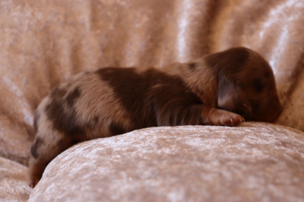 Sweet Little Roses - Chiots disponibles - Teckel poil long