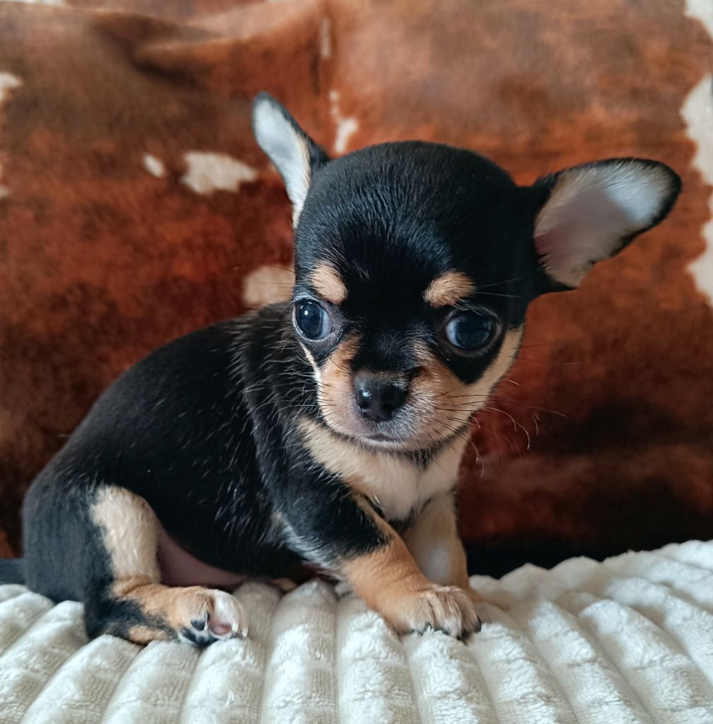 Sweet Little Roses - Chiots disponibles - Chihuahua