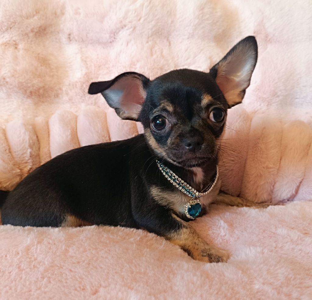 Sweet Little Roses - Chiots disponibles - Chihuahua