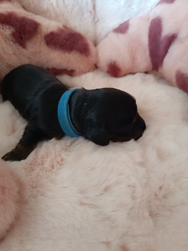 Sweet Little Roses - Chiots disponibles - Teckel poil long