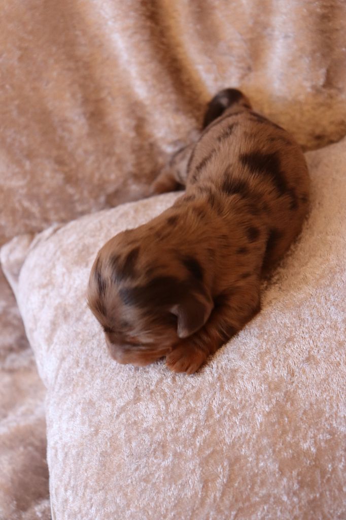 Sweet Little Roses - Chiots disponibles - Teckel poil long