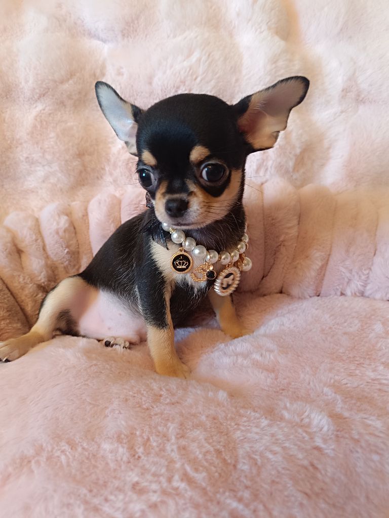 Sweet Little Roses - Chiots disponibles - Chihuahua