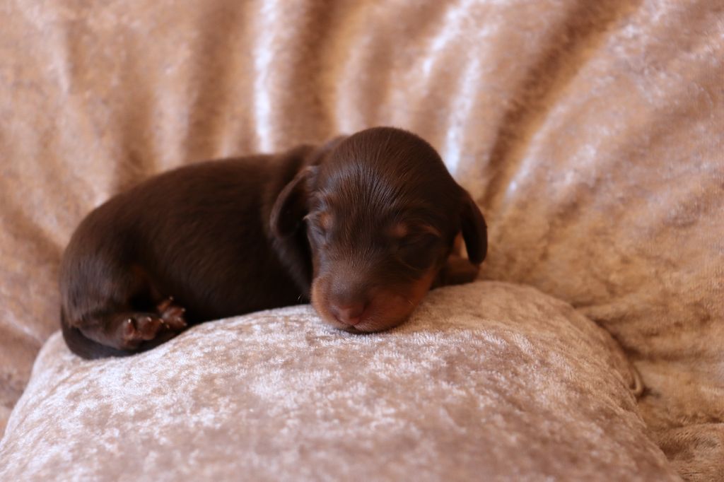 Sweet Little Roses - Chiots disponibles - Teckel poil long