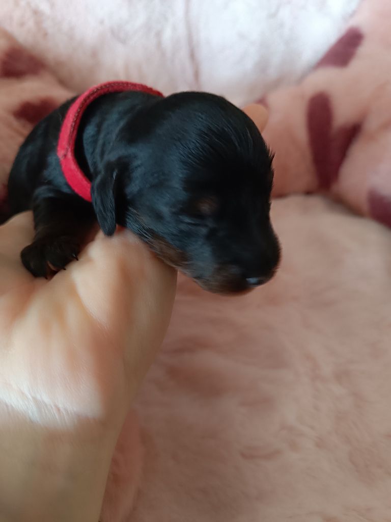 Sweet Little Roses - Chiots disponibles - Teckel poil long