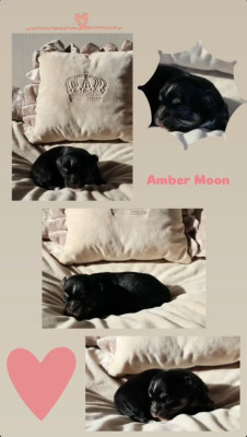 Amber Moon