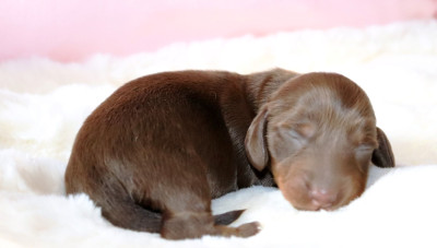 CHIOT 3