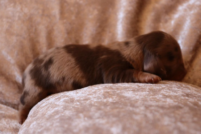 CHIOT