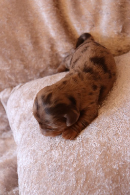 CHIOT
