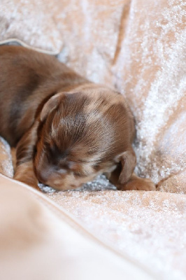 CHIOT