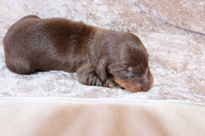 CHIOT