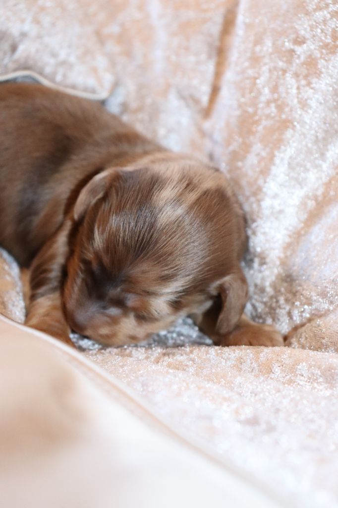 Sweet Little Roses - Chiots disponibles - Teckel poil long