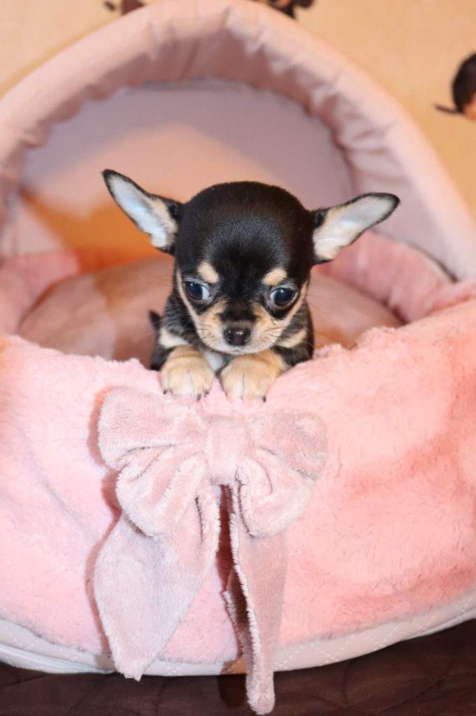Sweet Little Roses - Chiots disponibles - Chihuahua