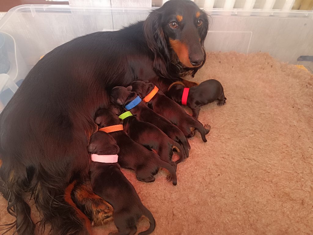 Sweet Little Roses - Chiots disponibles - Teckel poil long
