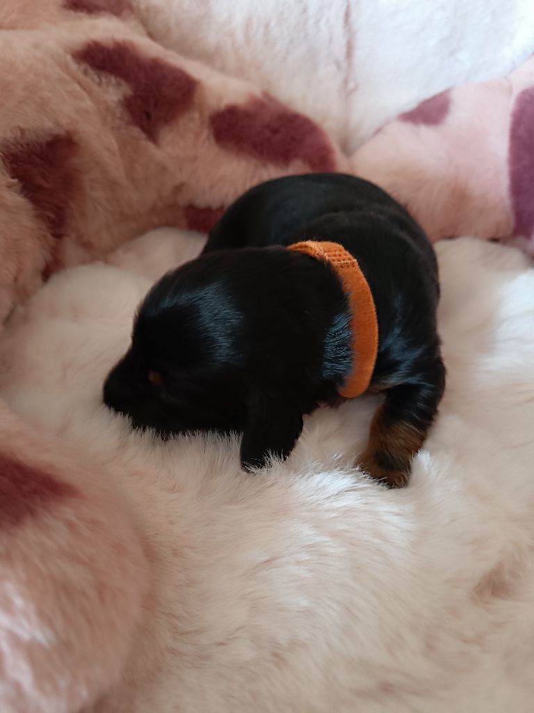 Sweet Little Roses - Chiots disponibles - Teckel poil long
