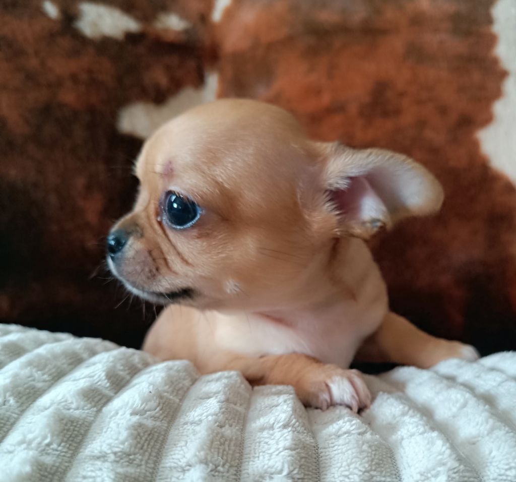 Sweet Little Roses - Chiots disponibles - Chihuahua