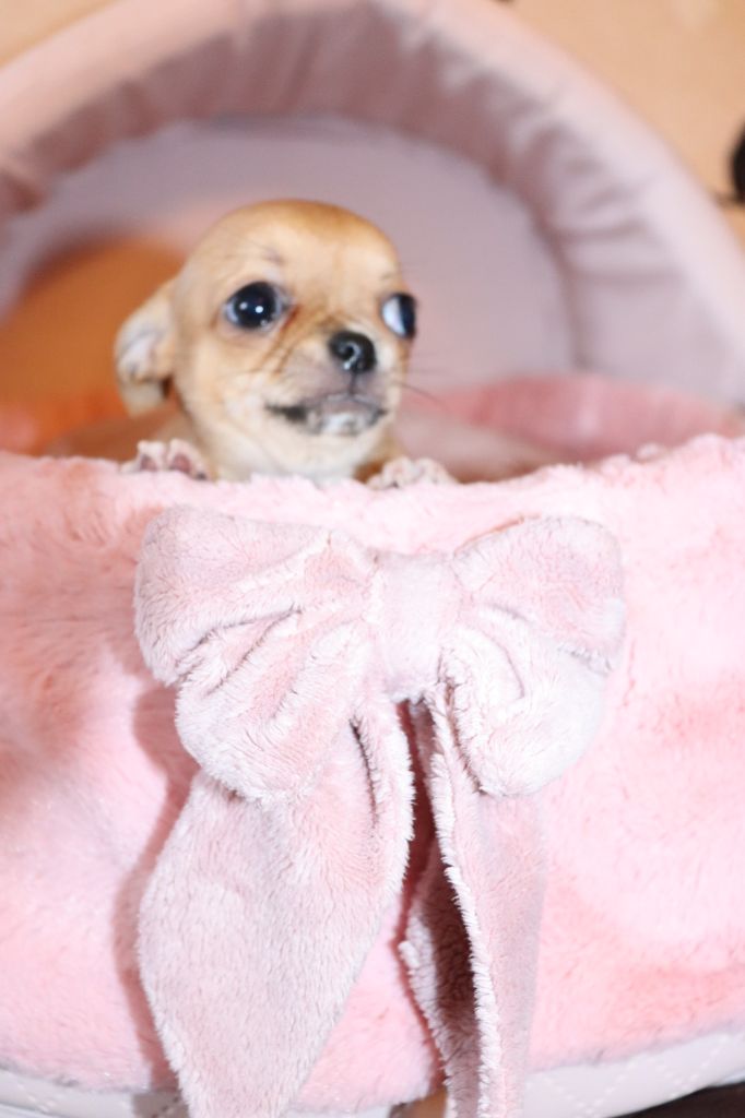Sweet Little Roses - Chiots disponibles - Chihuahua