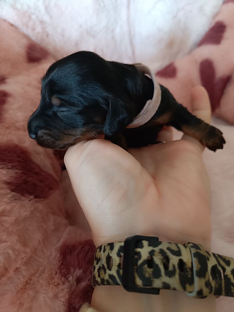 Sweet Little Roses - Chiots disponibles - Teckel poil long