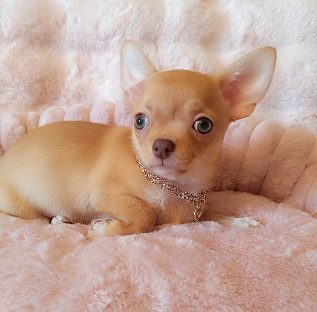 Sweet Little Roses - Chiots disponibles - Chihuahua