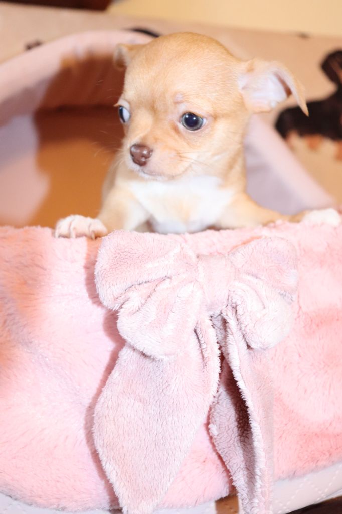 Sweet Little Roses - Chiots disponibles - Chihuahua
