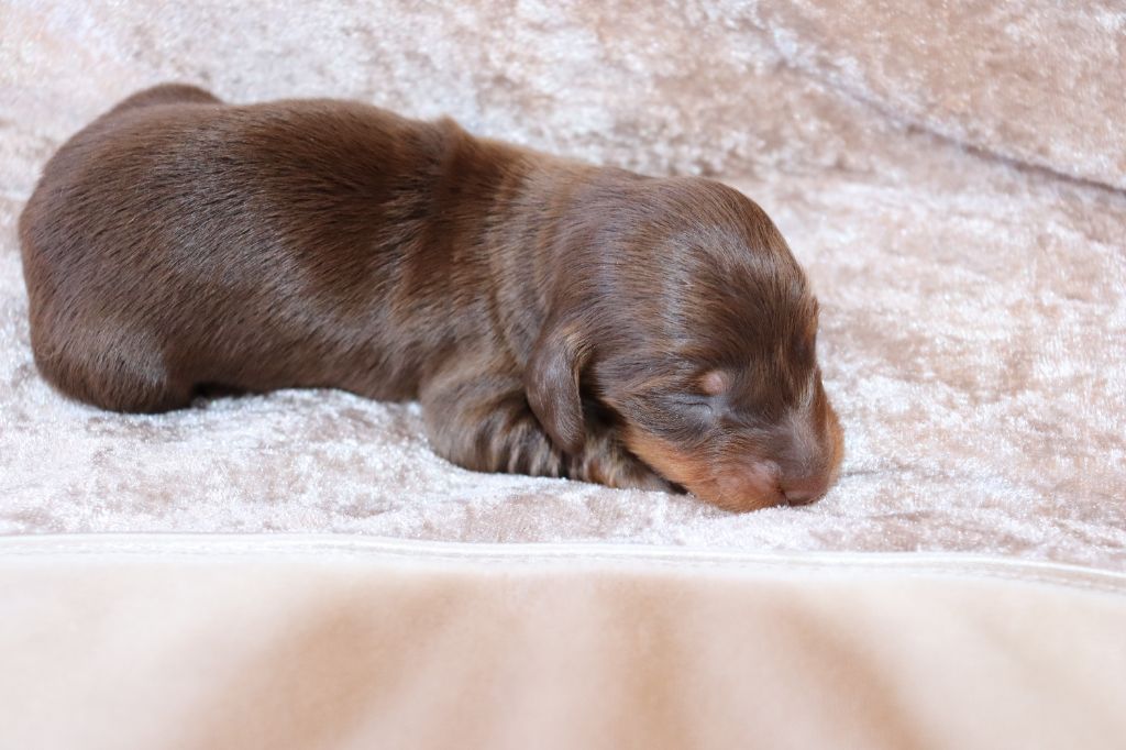Sweet Little Roses - Chiots disponibles - Teckel poil long